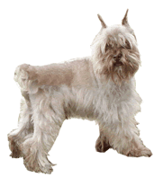 Schnauzer