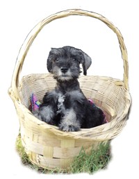 Schnauzers in a basket