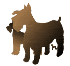 female schnauzer picture